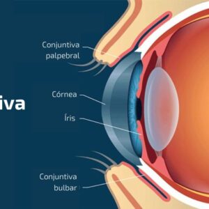 Conjuntiva: o que é, função, principais doenças e irritações Conjuntiva: o que é, função, principais doenças e irritações